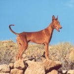 Race-chien-Podenco-Canario
