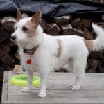 Race-chien-Podenco-portugais