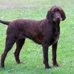 Race-chien-Pudelpointer