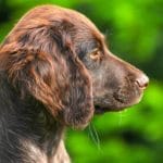 Race-chien-petit-munsterlander