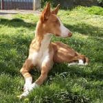 Race-chien-podenco-ibicenco