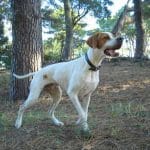 Race-chien-pointer-anglais