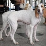 Race-chien-porcelaine