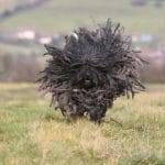 Race-chien-puli