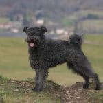 Race-chien-pumi