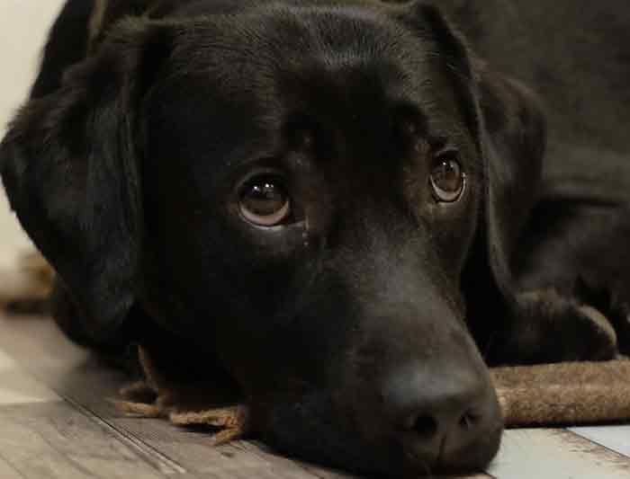 Mon chien est malpropre : que faire Mon chien est malpropre : que faire