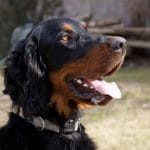 Race-chien-Setter-Gordon