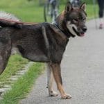 Race-chien-Shikoku-ken