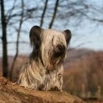 Race-chien-Skye-Terrier