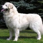 Race-chien-Slovensky-cuvac