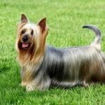 Race-chien-silky-terrier