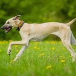 Race-chien-sloughi
