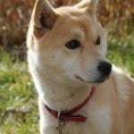 shiba-race-chien