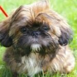 shih-tzu-race