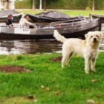 Race-chien-Smous-des-Pays-Bas