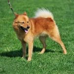 Race-chien-Spitz-Finlandais
