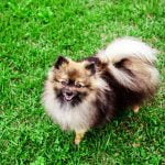 Race-chien-Spitz-allemand