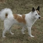 Race-chien-Spitz-de-Norbotten