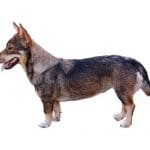 Race-chien-Spitz-des-Wisigoths