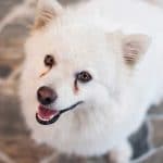 Race-chien-Spitz-japonais