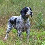 Race-chien-Springer-anglais