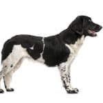 Race-chien-Stabyhoun