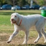 Race-chien-spinone