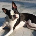 Race-chien-terrier-de-boston