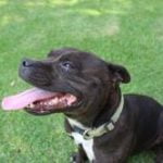 Staffordshire-Bull-Terrier-race