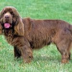 Sussex-Spaniel-Race-chien