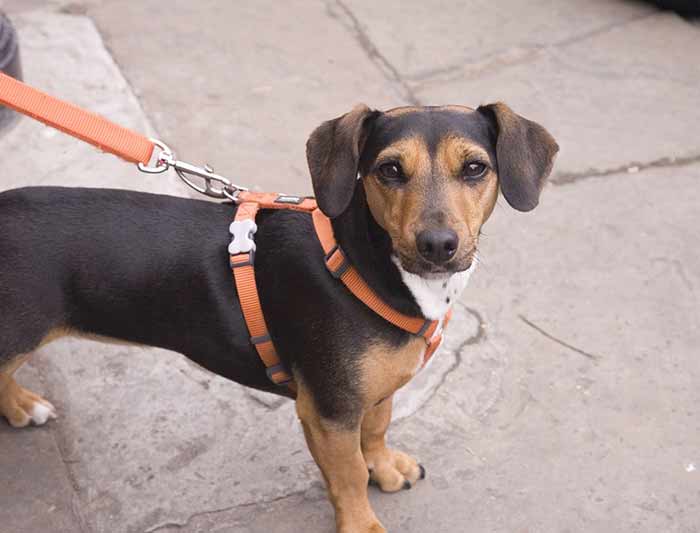 Mon chien aboie sur les gens dans la rue : que faire Mon chien aboie sur les gens dans la rue : que faire