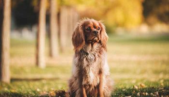 Rendre son chiot propre : 20 conseils pratiques Rendre son chiot propre : 20 conseils pratiques