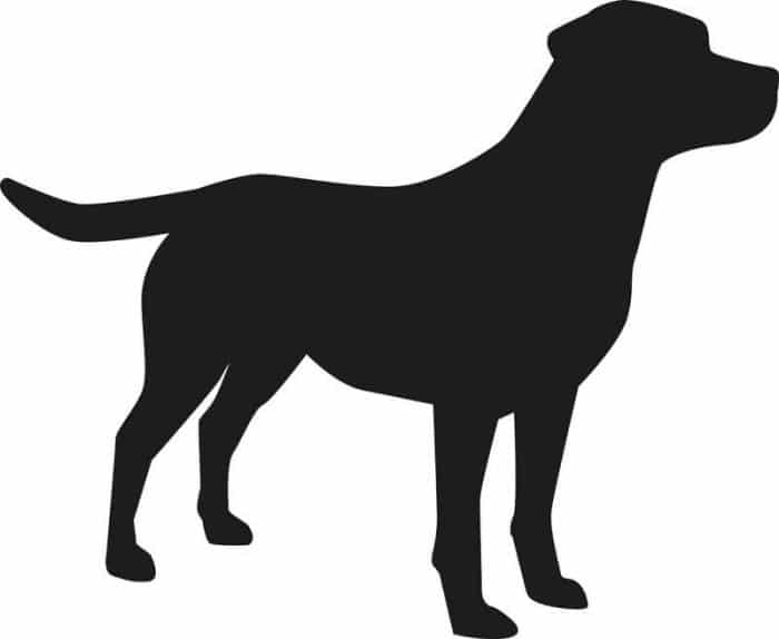 Toulouse : un labrador mord 3 personnes avant d'être abattu Toulouse : un labrador mord 3 personnes avant d'être abattu