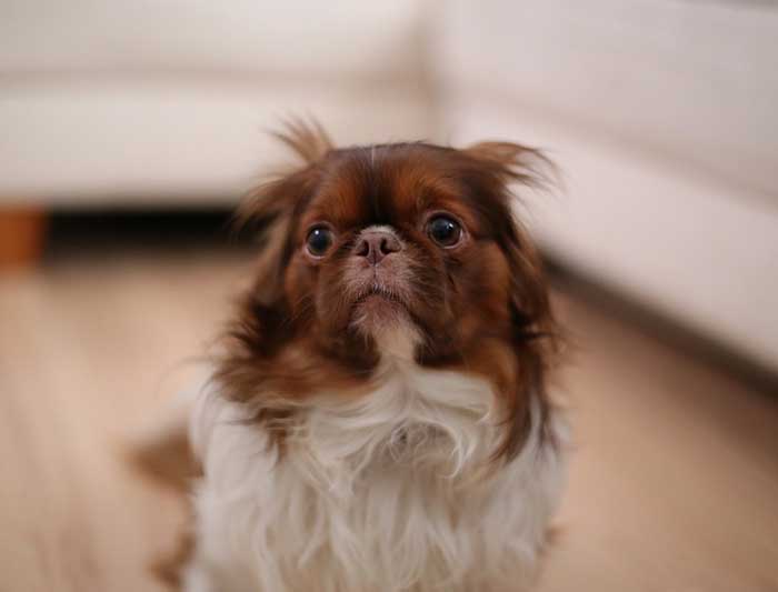 Mon chien a peur des enfants : causes et solutions Mon chien a peur des enfants : causes et solutions