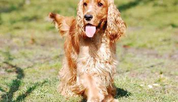 Mon chien est excité sexuellement : comment le calmer Mon chien est excité sexuellement : comment le calmer