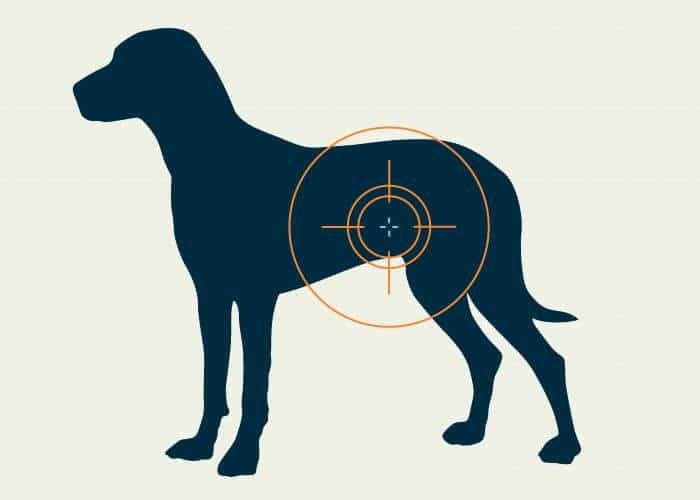 Occlusion intestinale du chien symptômes et traitements