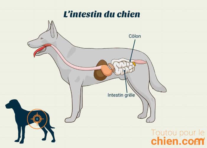 Occlusion intestinale du chien : symptômes et traitements Occlusion intestinale du chien : symptômes et traitements