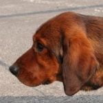 Chien-race-basset-des-alpes