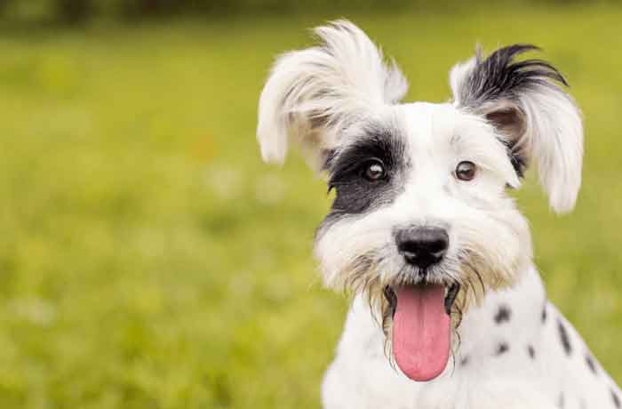 Mon chien est excité sexuellement : comment le calmer Mon chien est excité sexuellement : comment le calmer