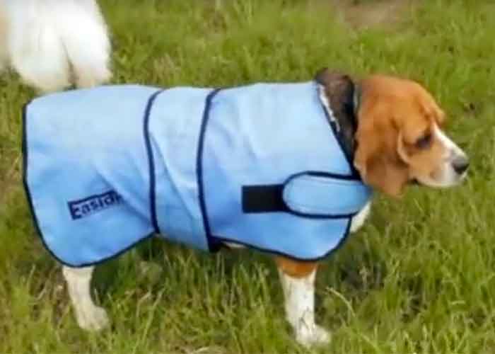 Tout ce qu'il faut savoir sur les chiens Tout ce qu'il faut savoir sur les chiens