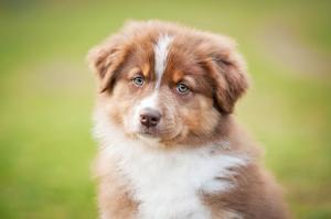 Nom de chien : Liste des noms de chiens en O la plus Nom de chien : Liste des noms de chiens en O la plus