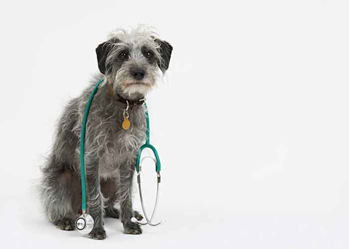 Œdème pulmonaire du chien: causes, symptômes et traitement