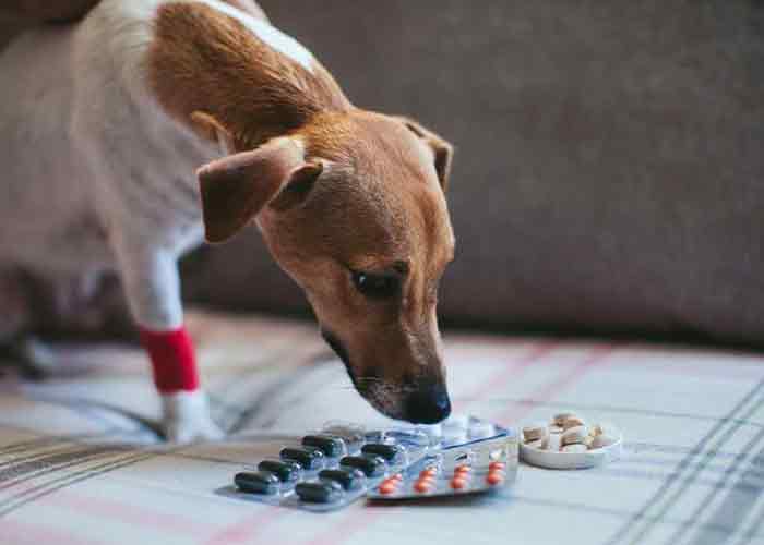 Anti-inflammatoires pour chien : utilité et alternatives Anti-inflammatoires pour chien : utilité et alternatives