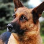 berger-allemand-race-de-chien