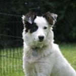 border collie
