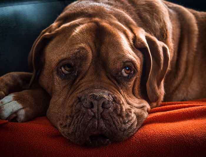 Déterminer l’âge humain de votre chien Déterminer l’âge humain de votre chien