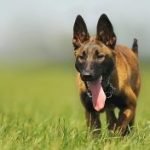malinois-race-de-chien