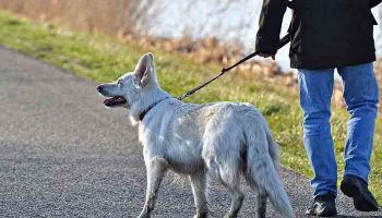 Mon chien mord la laisse : les solutions efficaces à Mon chien mord la laisse : les solutions efficaces à
