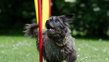 Mon chien ne veut pas sortir quand il pleut Mon chien ne veut pas sortir quand il pleut
