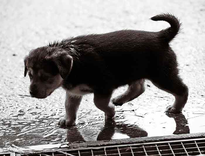 Mon chien ne veut pas sortir quand il pleut Mon chien ne veut pas sortir quand il pleut